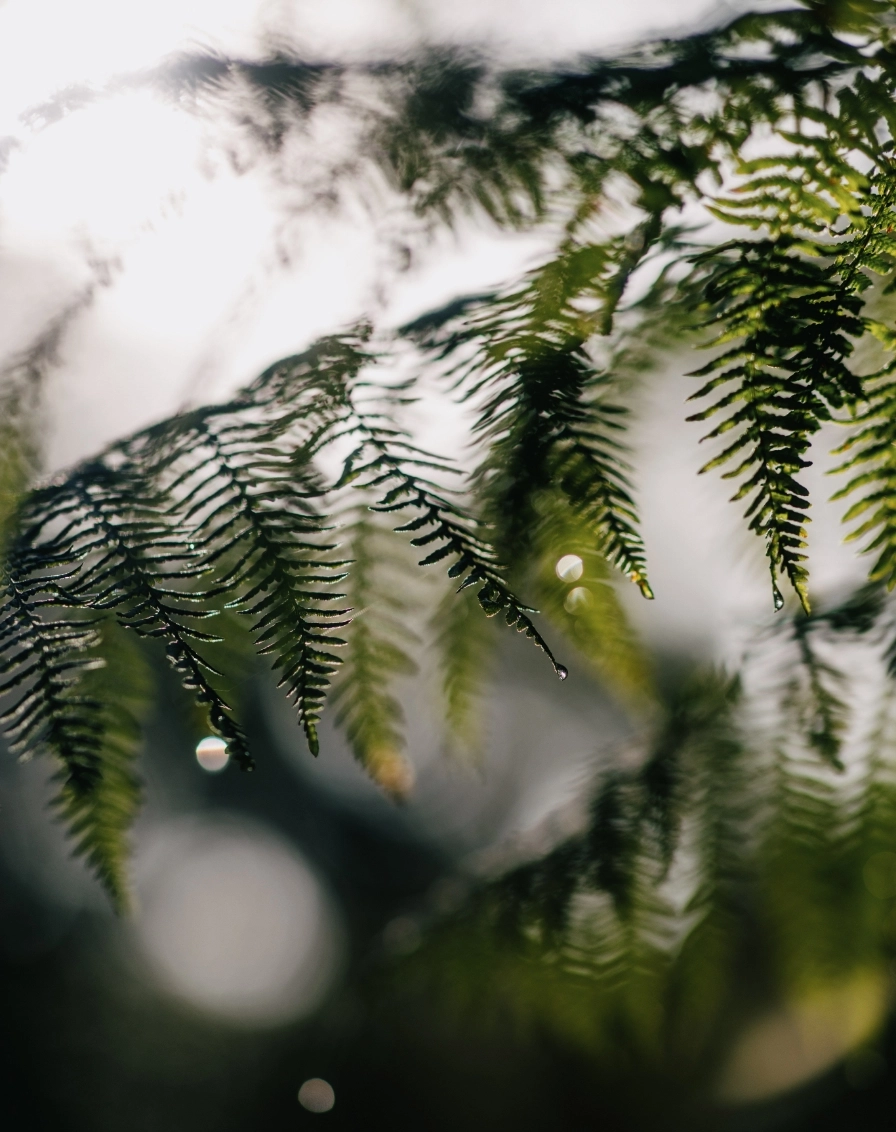 A close-up photo of a fern dripping with morning dew.