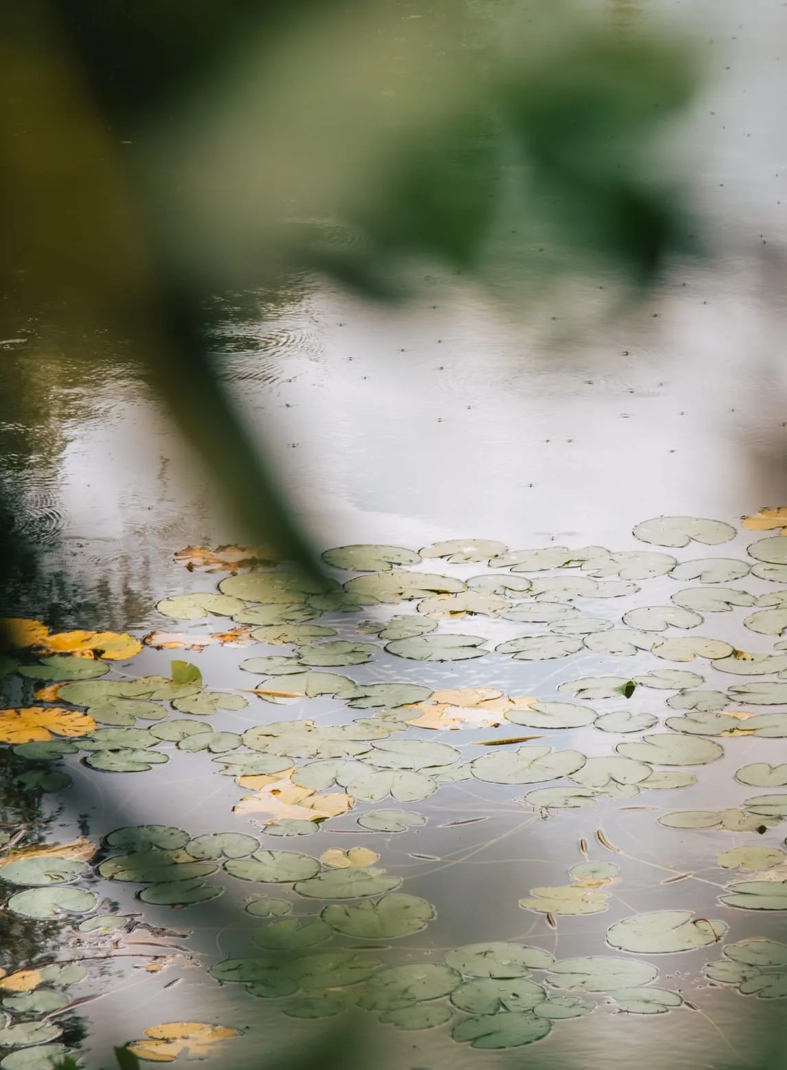 A photograph of lily pads on the lake at Lost Village.